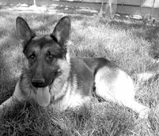 Собаки от А до Я - _077.jpg