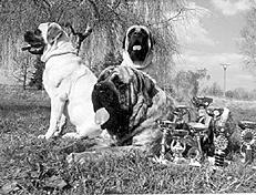 Собаки от А до Я - _078.jpg