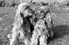 Собаки от А до Я - _079.jpg