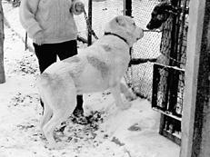 Собаки от А до Я - _081.jpg