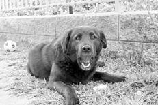 Собаки от А до Я - _082.jpg