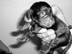 Собаки от А до Я - _096.jpg