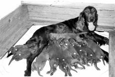 Собаки от А до Я - _097.jpg