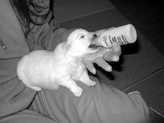 Собаки от А до Я - _098.jpg