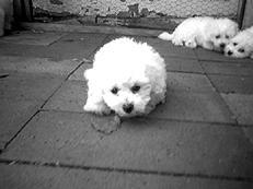 Собаки от А до Я - _099.jpg