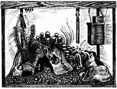 Устройство и дизайн аквариума - pic_5.png