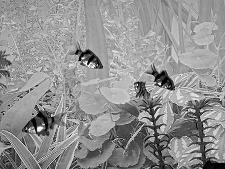 Устройство и дизайн аквариума - pic_10.jpg