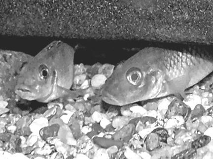 Устройство и дизайн аквариума - pic_12.jpg