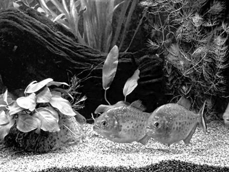 Устройство и дизайн аквариума - pic_13.jpg