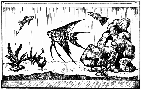 Устройство и дизайн аквариума - pic_15.png