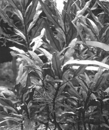 Устройство и дизайн аквариума - pic_16.jpg