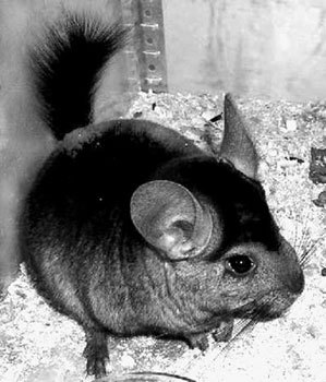 Шиншиллы - _17.jpg