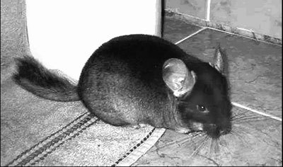 Шиншиллы - index_r3_c6.jpg