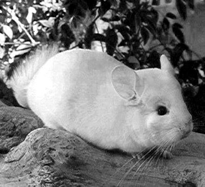 Шиншиллы - pinkwhite.jpg