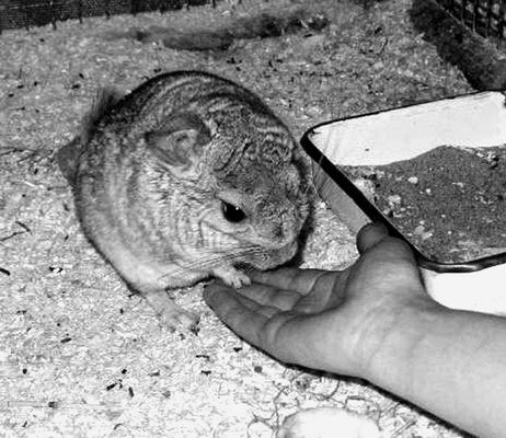 Шиншиллы - shinshilla.jpg