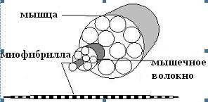 Анти-МакРоберт: Думай! по-русски. Как тренироваться по циклам - _1a.jpg