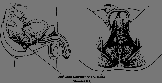 Даосские секреты любви, которые следует знать каждому мужчине - pic6.png