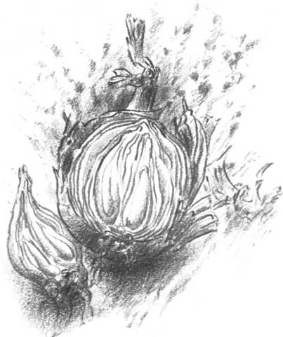 Луковица памяти - i_003.jpg