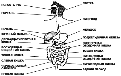 Восточный массаж - i_030.png
