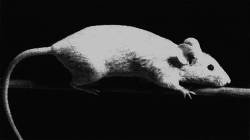 Декоративные мыши и крысы - i_006.png