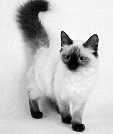 Кормление кошек - i_006.jpg