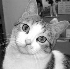 Кормление кошек - i_007.jpg