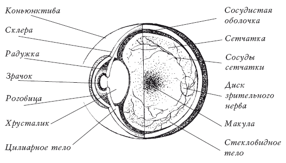 Лечение болезней глаз: Коррекция зрения. Оптика - i_001.png