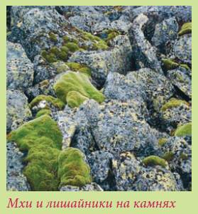 Альпийский сад и рокарий - i_038.jpg