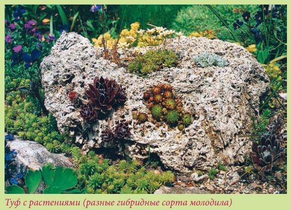 Альпийский сад и рокарий - i_039.jpg