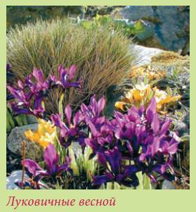 Альпийский сад и рокарий - i_044.jpg