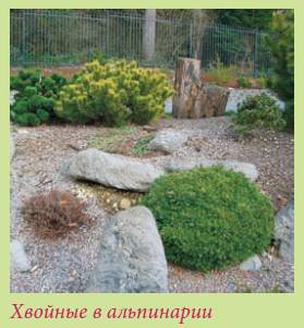 Альпийский сад и рокарий - i_045.jpg