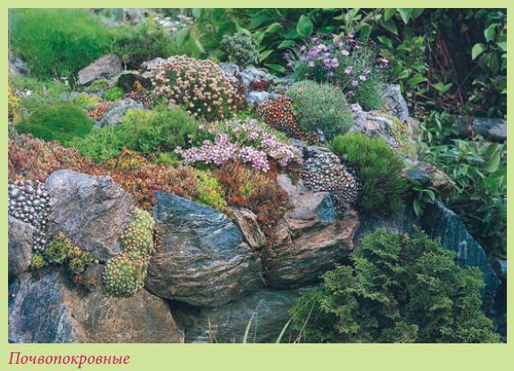 Альпийский сад и рокарий - i_047.jpg