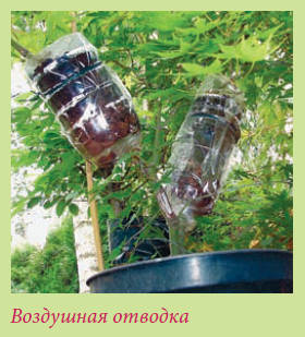 Бонсай - _17.jpg