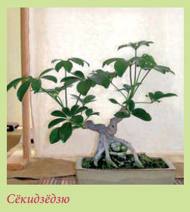 Бонсай - _35.jpg