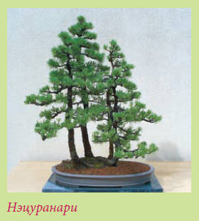 Бонсай - _44.jpg