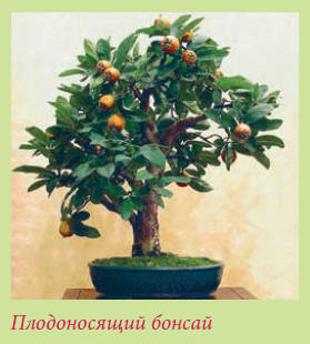 Бонсай - _16.jpg