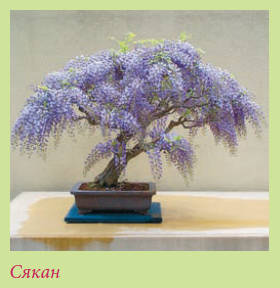 Бонсай - _27.jpg