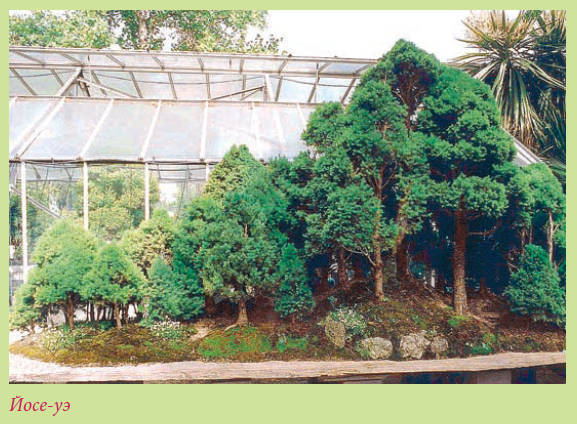 Бонсай - _45.jpg