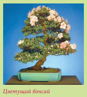 Бонсай - _15.jpg