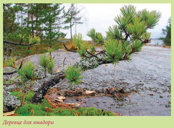 Бонсай - _18.jpg