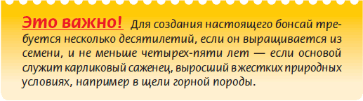 Бонсай - _22.jpg