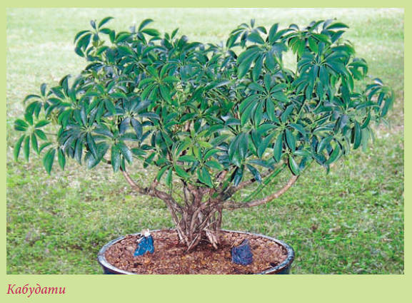 Бонсай - _42.jpg