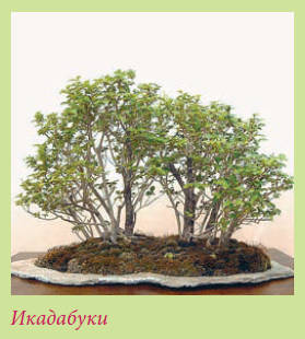 Бонсай - _43.jpg