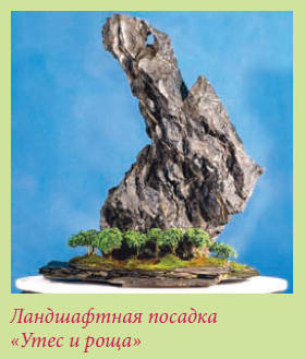 Бонсай - _47.jpg