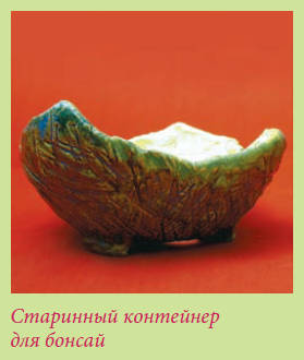 Бонсай - _13.jpg