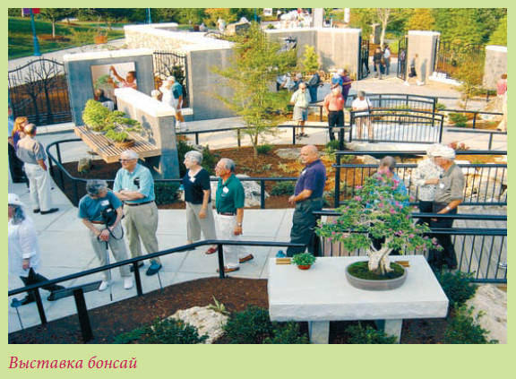 Бонсай - _14.jpg