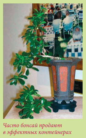 Бонсай - _21.jpg