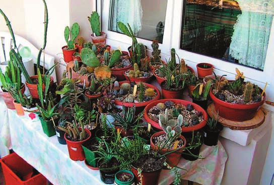 Кактусы - _13.jpg