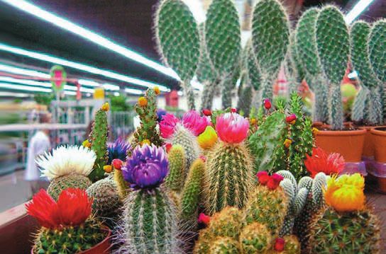 Кактусы - _9.jpg