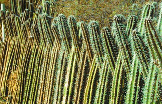 Кактусы - _12.jpg